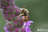 Bonte viltbij (Epeoloides coecutiens)