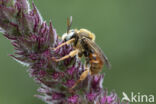 Bonte viltbij (Epeoloides coecutiens)