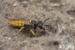 Bijenwolf (Philanthus triangulum)