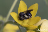 Gewone slobkousbij (Macropis europaea