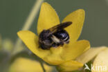 Macropis europaea