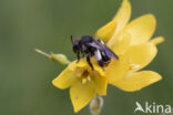 Gewone slobkousbij (Macropis europaea