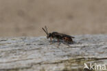 Wasp-bee (Nomada fuscicornis)