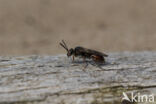 Wasp-bee (Nomada fuscicornis)