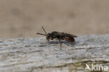 Wasp-bee (Nomada fuscicornis)