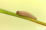 Ringlet (Aphantopus hyperantus)