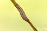 Ringlet (Aphantopus hyperantus)