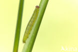 Oranje zandoogje (Pyronia tithonus)