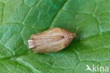 Ringlet (Aphantopus hyperantus)