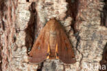 Large Yellow Underwing (Noctua pronuba)