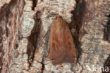 Large Yellow Underwing (Noctua pronuba)