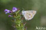 Bruin blauwtje (Aricia agestis)