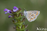 Brown Argus (Aricia agestis)