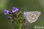 Brown Argus (Aricia agestis)