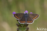 Brown Argus (Aricia agestis)