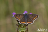 Bruin blauwtje (Aricia agestis)