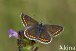 Brown Argus (Aricia agestis)