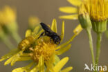 Kleine roetbij (Panurgus calcaratus)