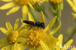 Kleine roetbij (Panurgus calcaratus)