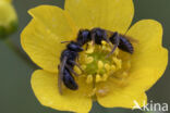 Kleine roetbij (Panurgus calcaratus)