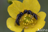 Panurgus calcaratus