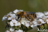 Dasypoda hirtipes