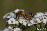 Dasypoda hirtipes