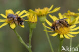 Pluimvoetbij (Dasypoda hirtipes)