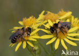 Pluimvoetbij (Dasypoda hirtipes)