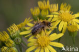 Pluimvoetbij (Dasypoda hirtipes)