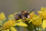 Pluimvoetbij (Dasypoda hirtipes)