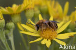 Pluimvoetbij (Dasypoda hirtipes)