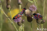 Auspicious Burnet Moth (Zygaena fausta)