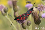 Auspicious Burnet Moth (Zygaena fausta)