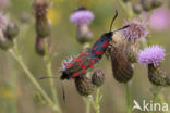 Auspicious Burnet Moth (Zygaena fausta)