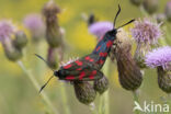 Auspicious Burnet Moth (Zygaena fausta)