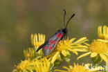 Auspicious Burnet Moth (Zygaena fausta)