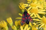 Auspicious Burnet Moth (Zygaena fausta)