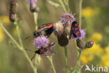 Auspicious Burnet Moth (Zygaena fausta)