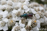 gold wasp (Chrysis ignita)