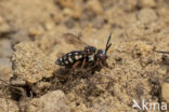 Gewone viltbij (Epeolus variegatus)