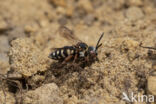 Gewone viltbij (Epeolus variegatus)