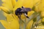 Gewone slobkousbij (Macropis europaea