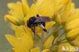 Macropis europaea