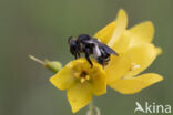 Gewone slobkousbij (Macropis europaea