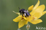 Gewone slobkousbij (Macropis europaea