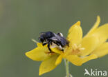 Gewone slobkousbij (Macropis europaea