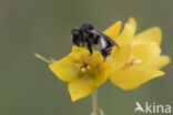 Macropis europaea