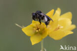 Gewone slobkousbij (Macropis europaea