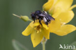 Gewone slobkousbij (Macropis europaea